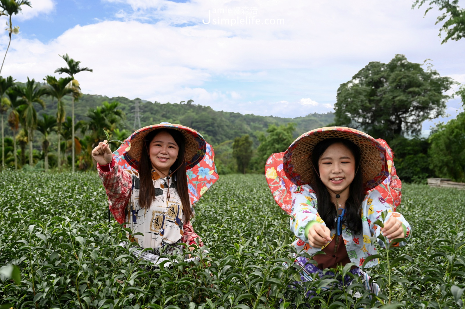 台東大峰有機茶園採茶