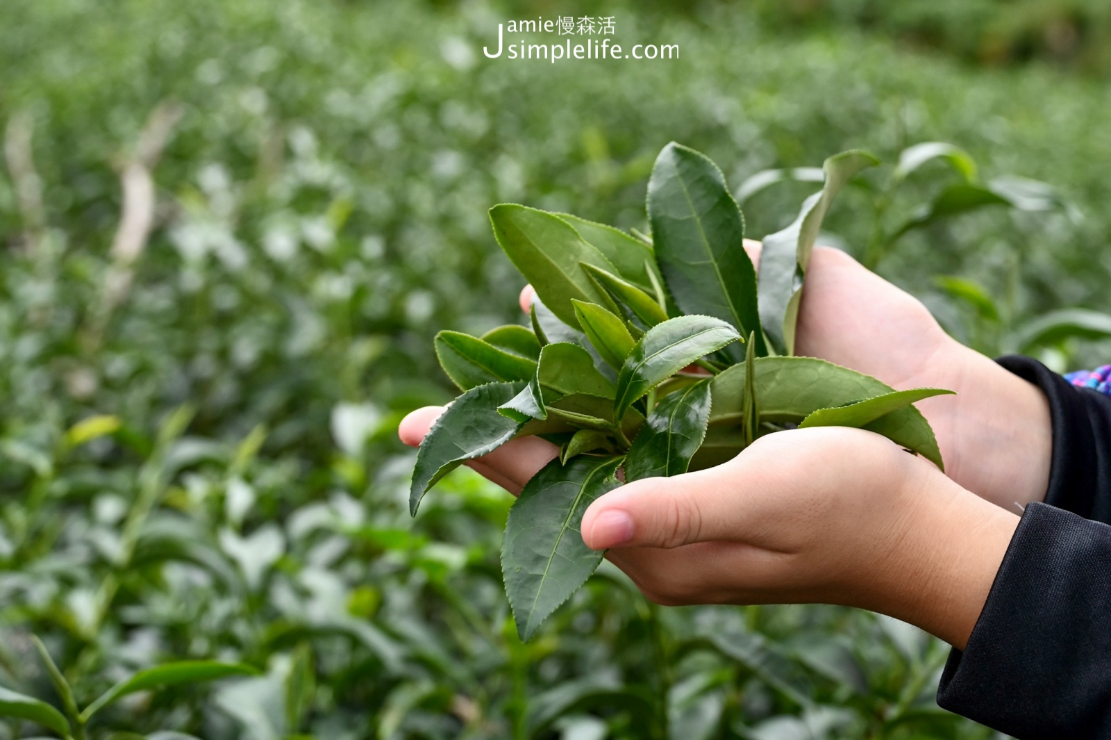 台東大峰有機茶園採茶