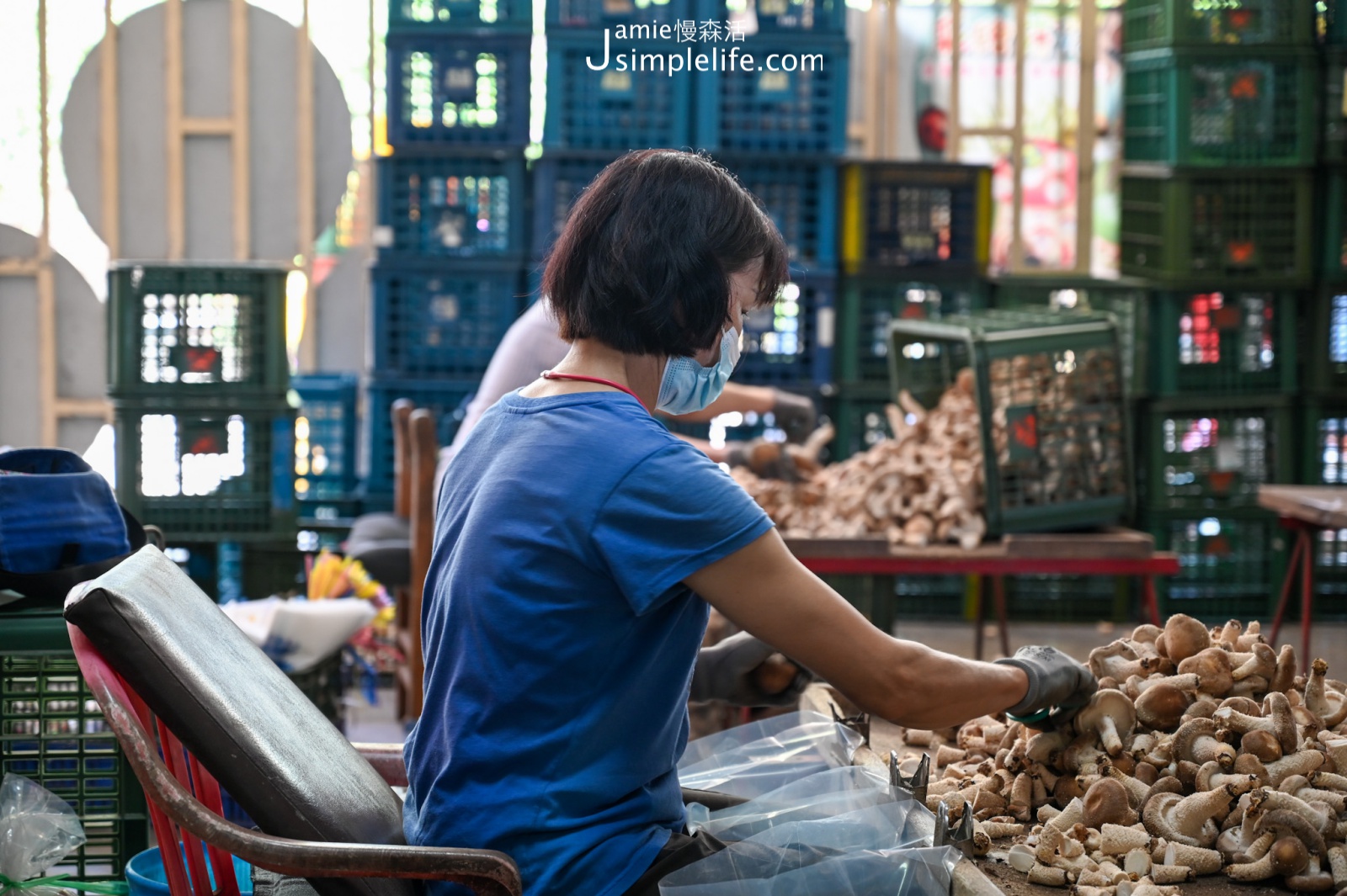 世外桃源體驗「新社百菇莊」食農育樂 大姐正俐落修剪香菇