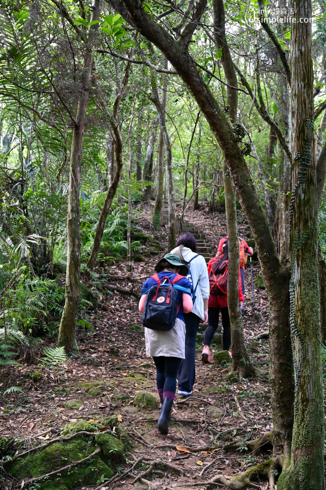 新北悠遊深石平 嶺腳山步道