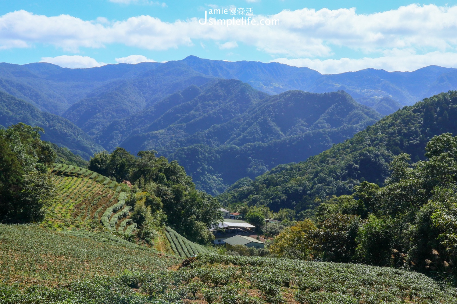 新北坪林往南山寺茶園