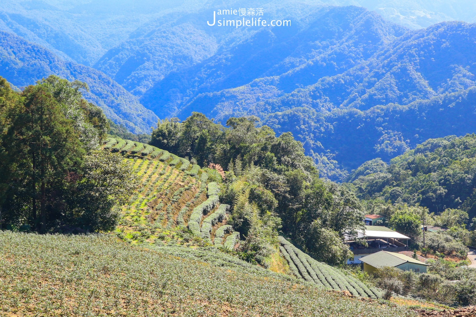 新北坪林往南山寺茶園