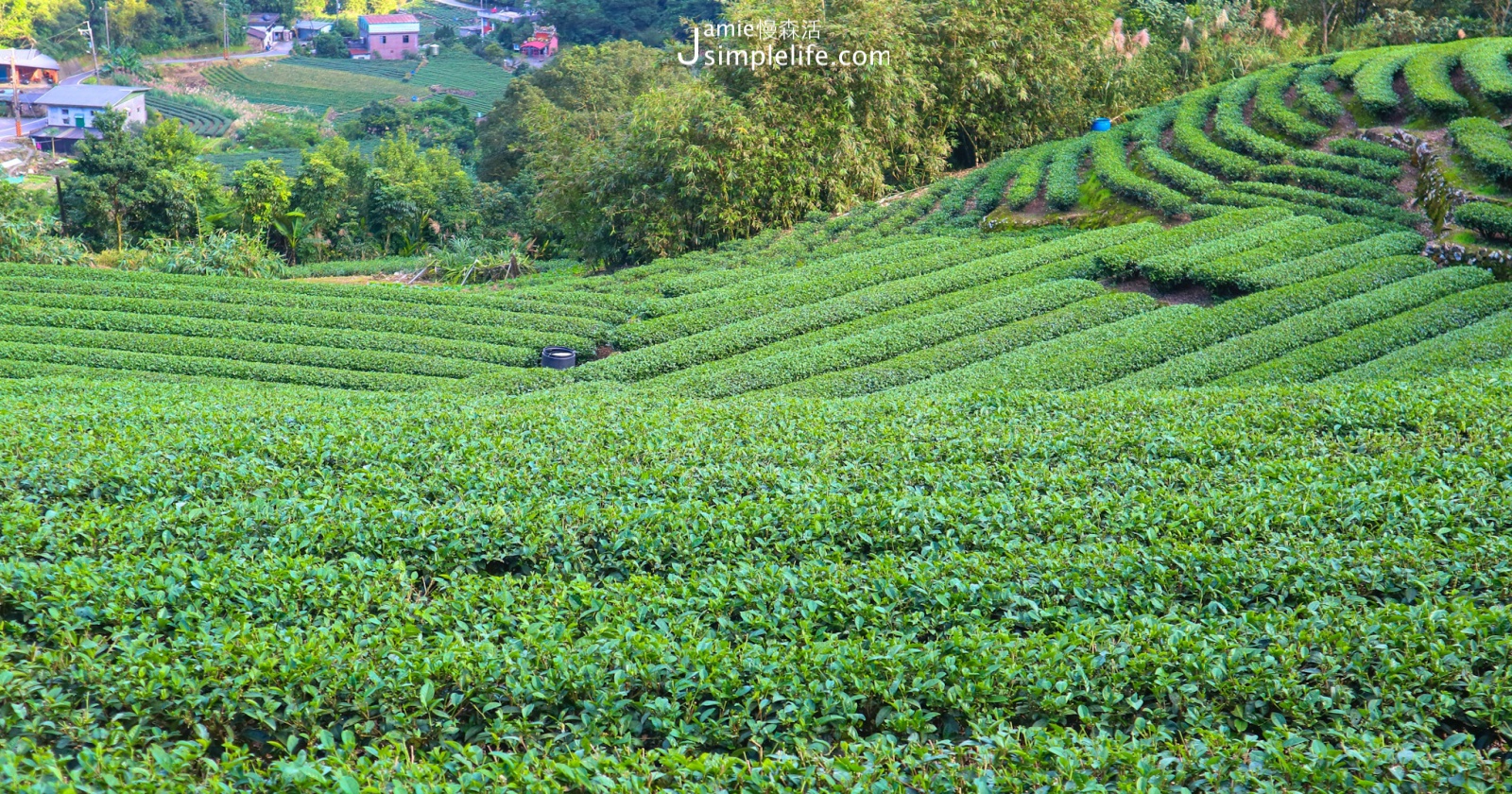 新北坪林茶園 阿部寬為茶飲拍攝廣告的地點