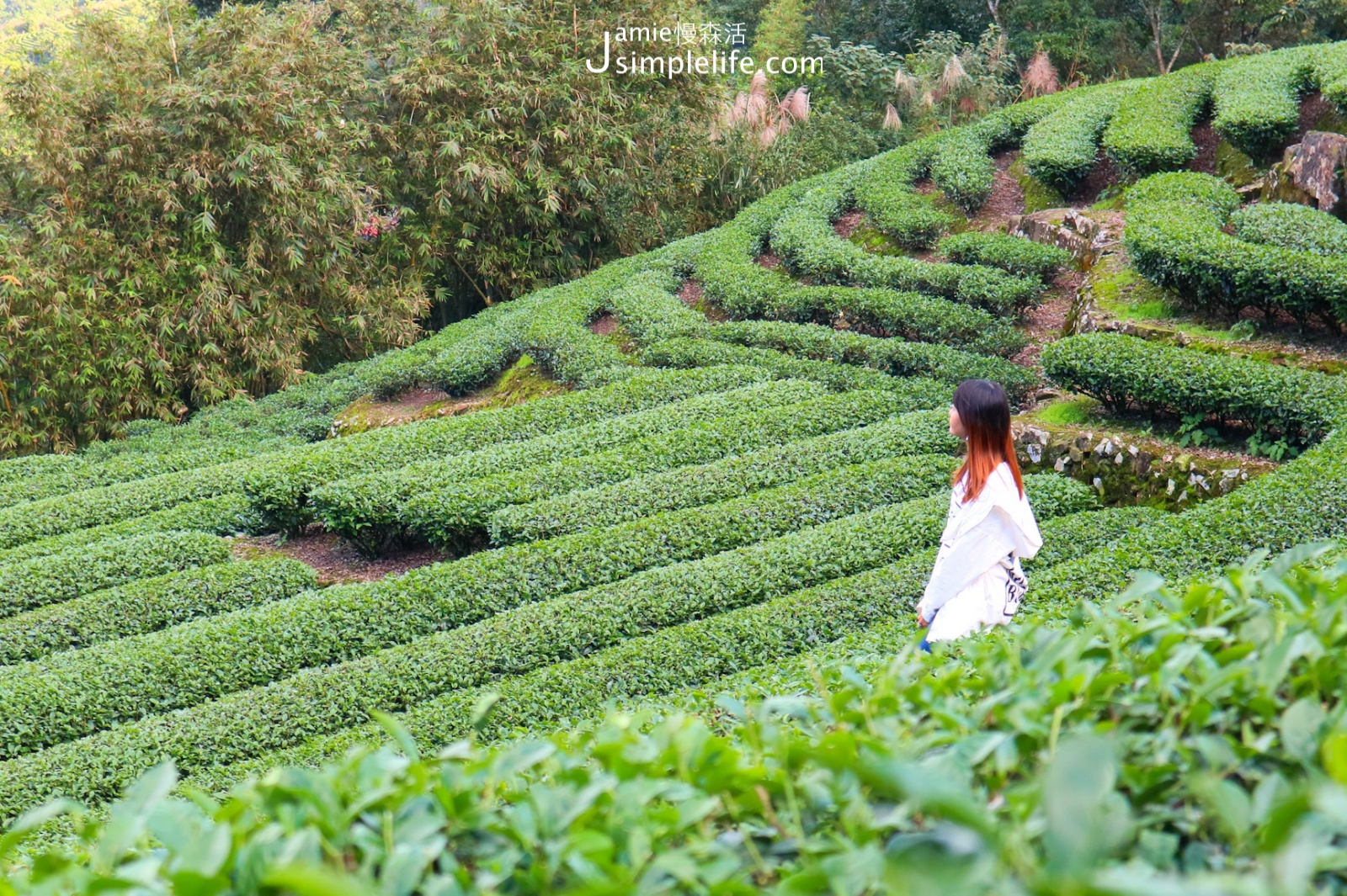 新北坪林茶園