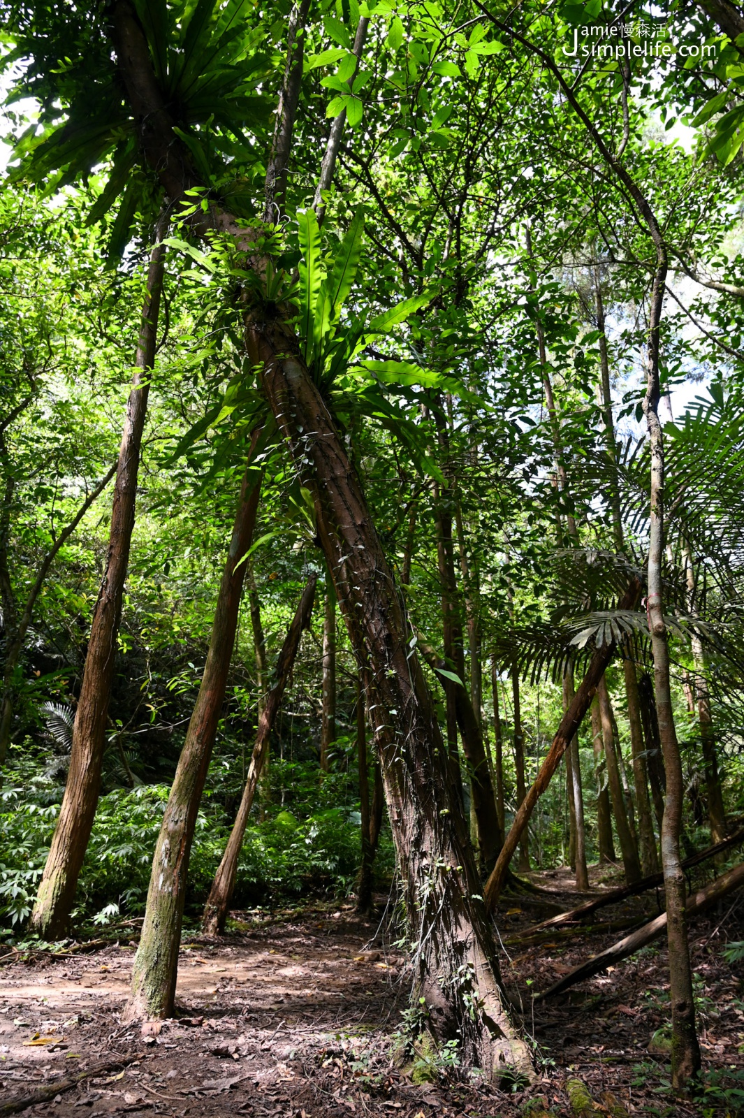 新北平溪嶺腳寮山步道 黑森林