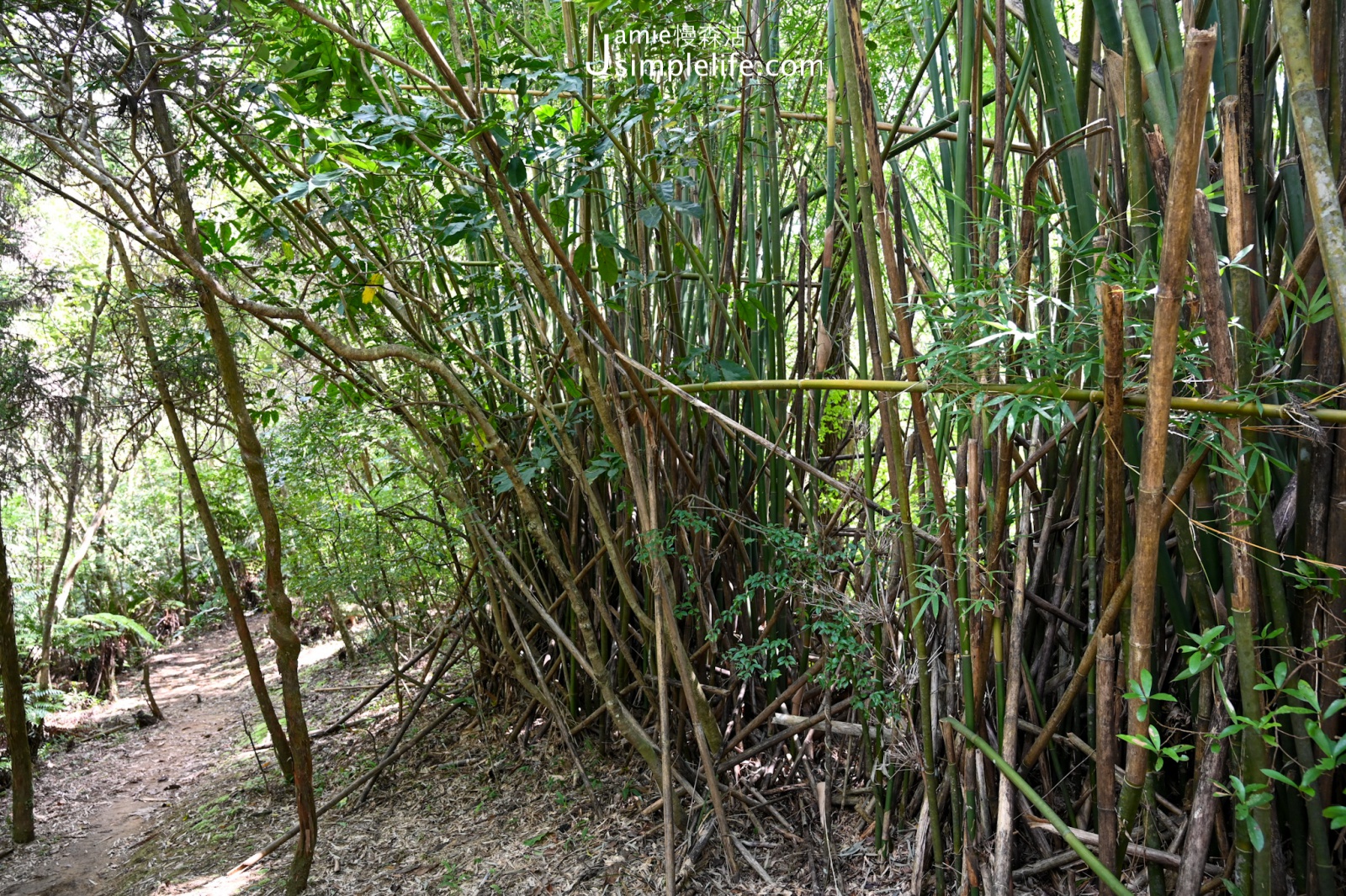 新北平溪嶺腳寮山步道 竹林