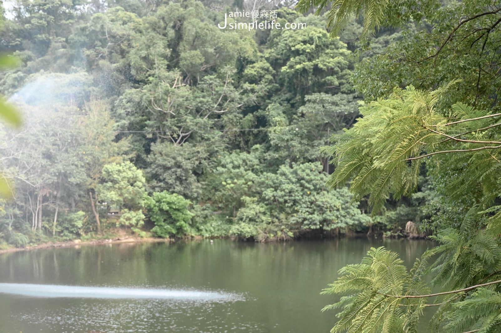 苗栗大湖鄉 湖畔花時間