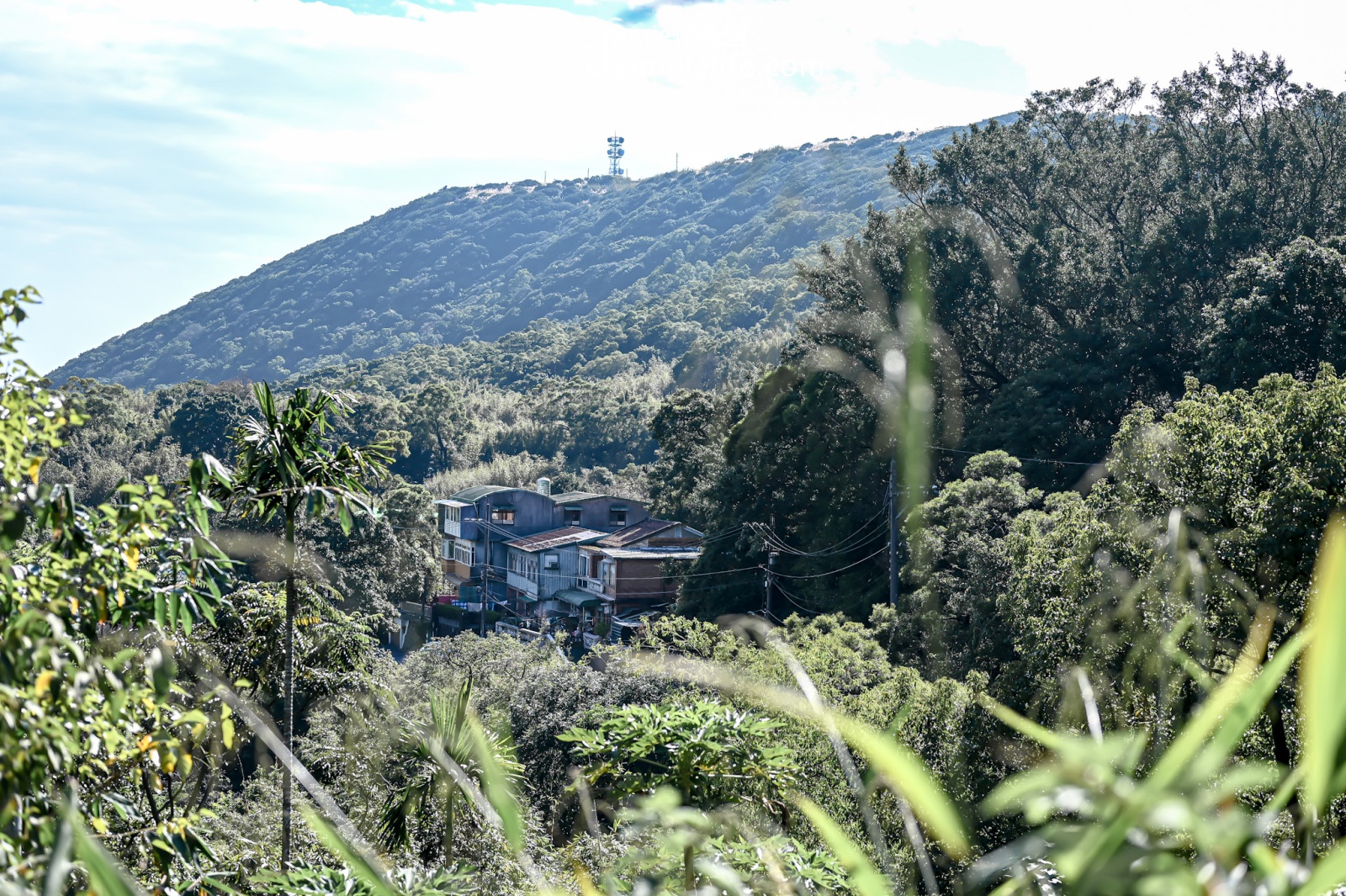 陽明山菁山路 山林景色