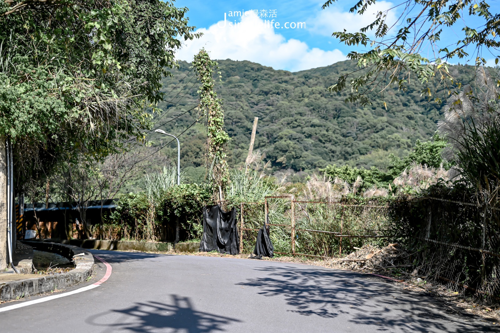 陽明山菁山路 山林景色