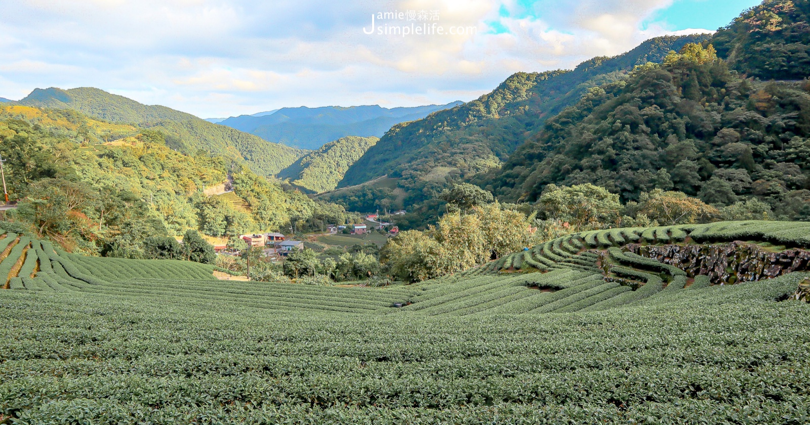 新北品茶健行！坪林茶園、南山寺，百年茶湯在仙境的回韻