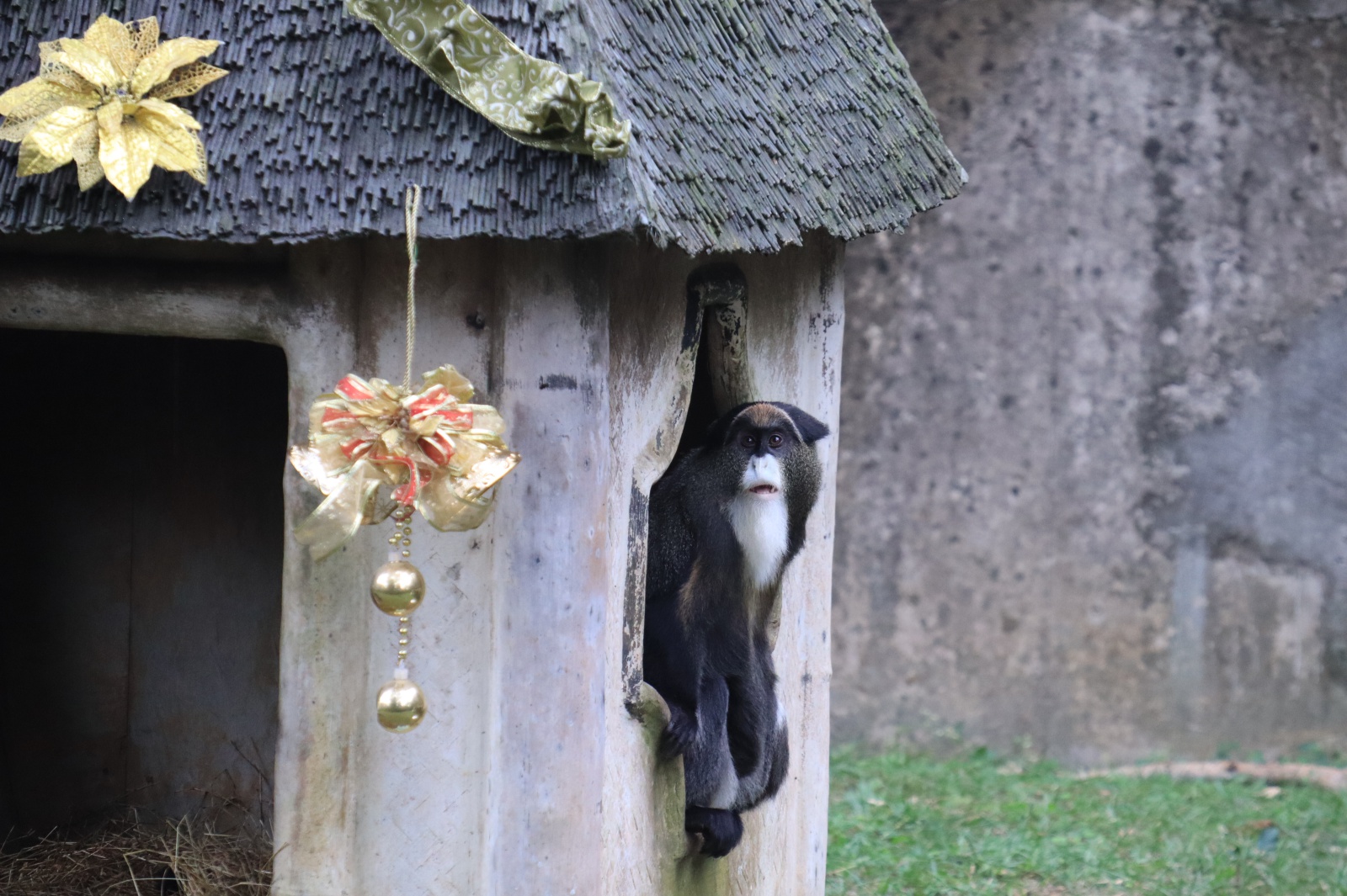 動物界的耶誕老公公-「白髯翁面猴」。圖 六福村提供
