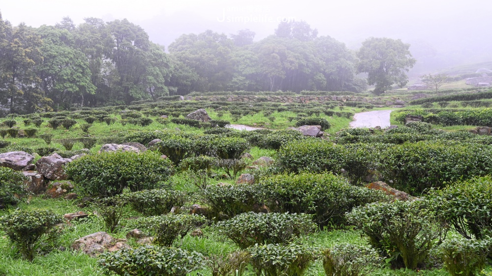 新北三峽｜熊空茶園