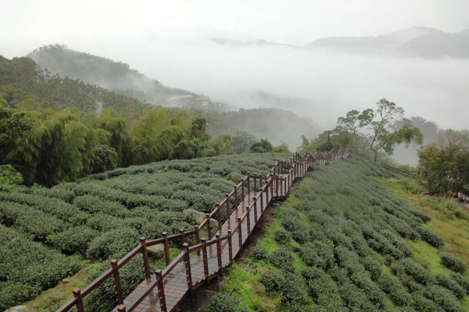 嘉義梅山｜太興岩步道