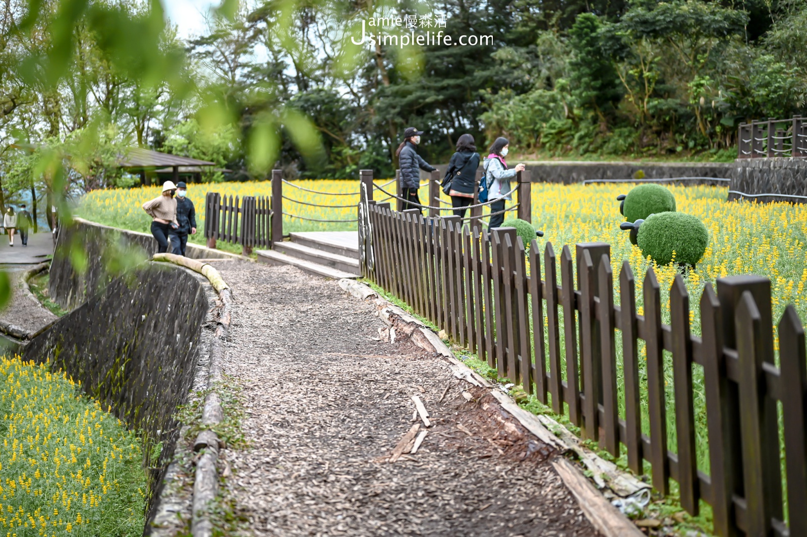 貓空賞花海！漫步「樟樹步道」黃澄澄療癒魯冰花正盛開