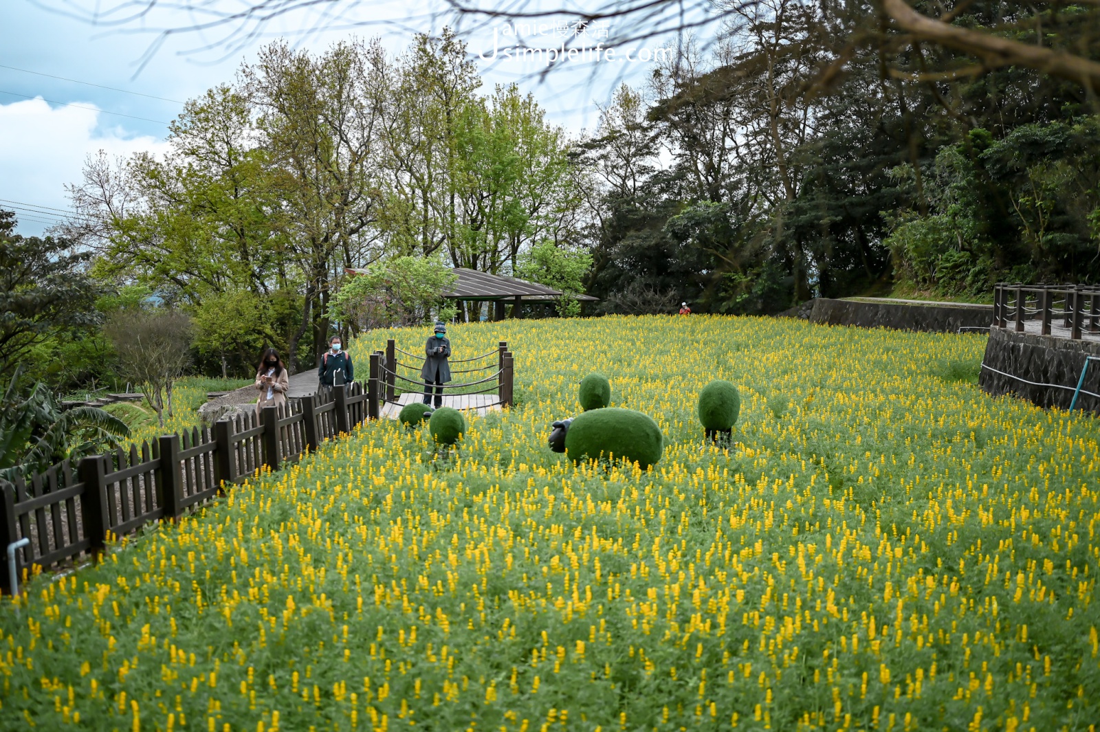 台北貓空 樟樹步道 魯冰花花海