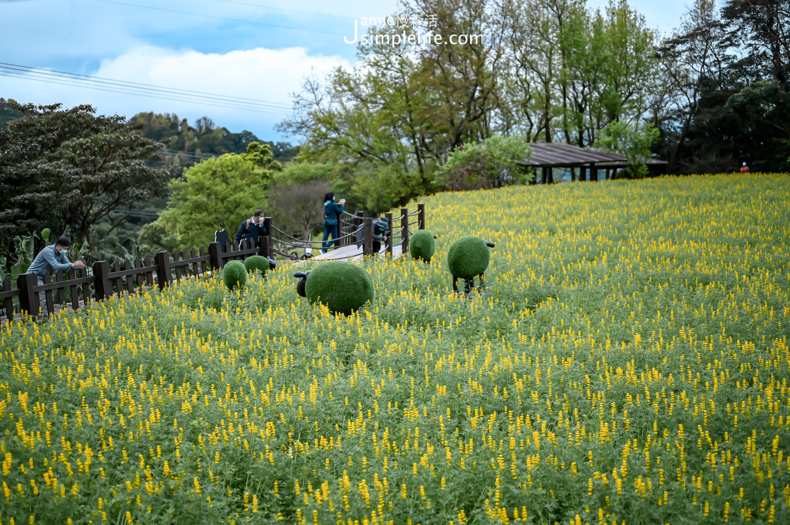 台北貓空 樟樹步道 魯冰花花海