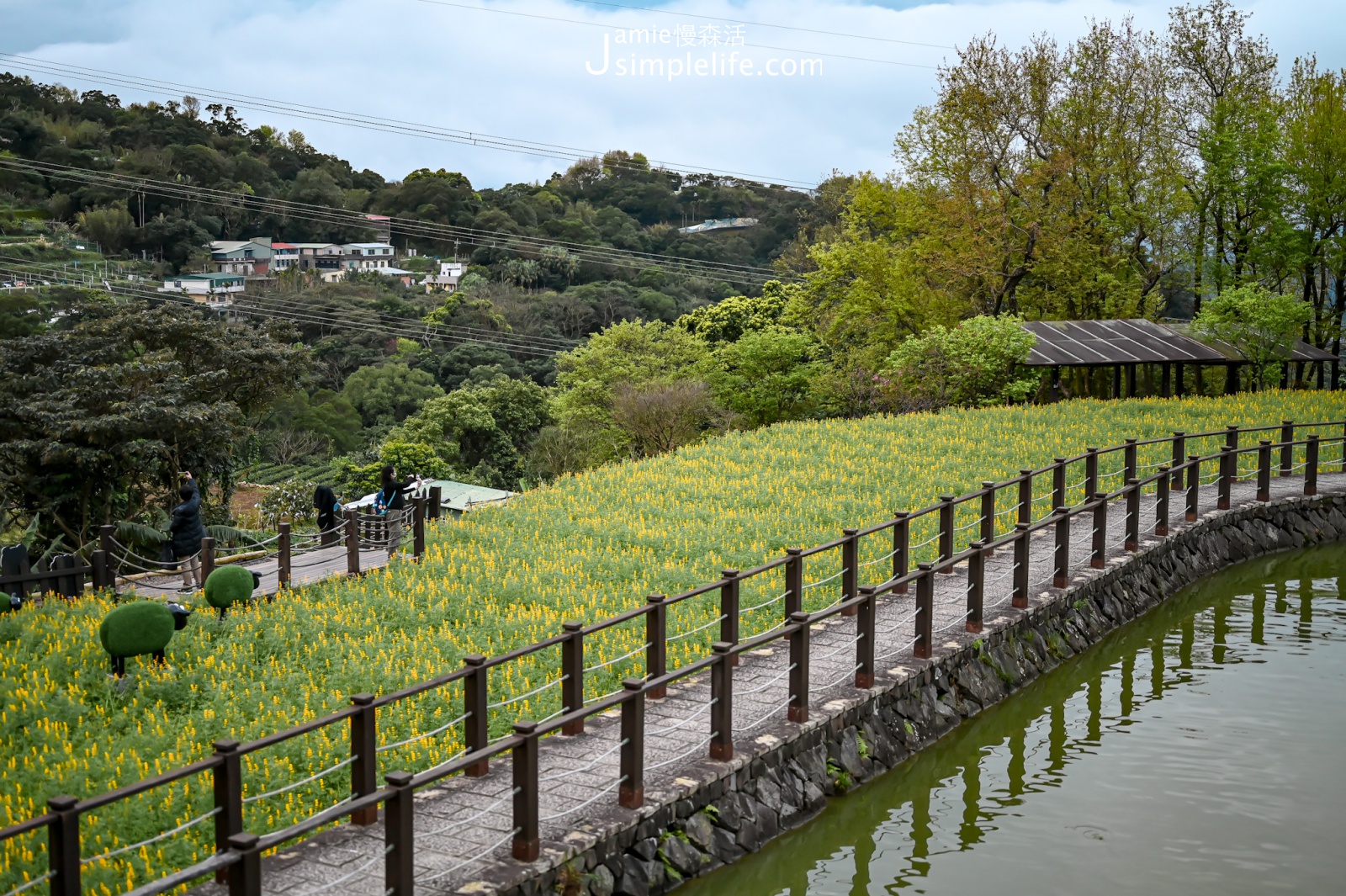 台北貓空 樟樹步道 魯冰花花海