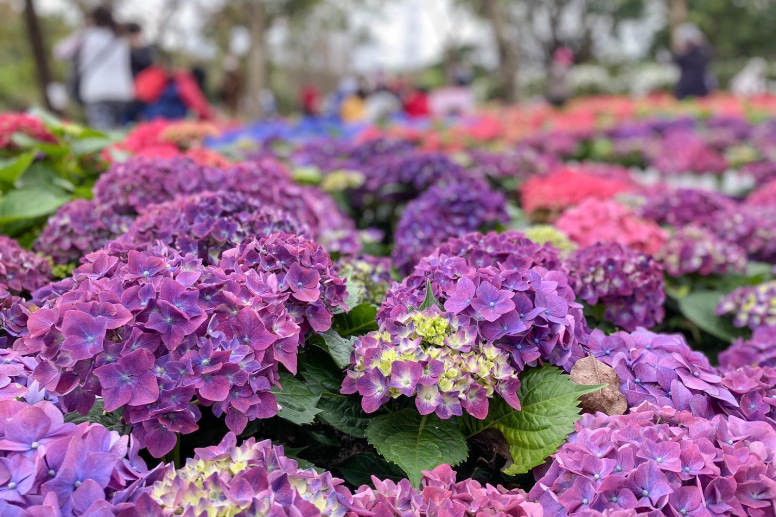 台北大安森林公園 繡球花