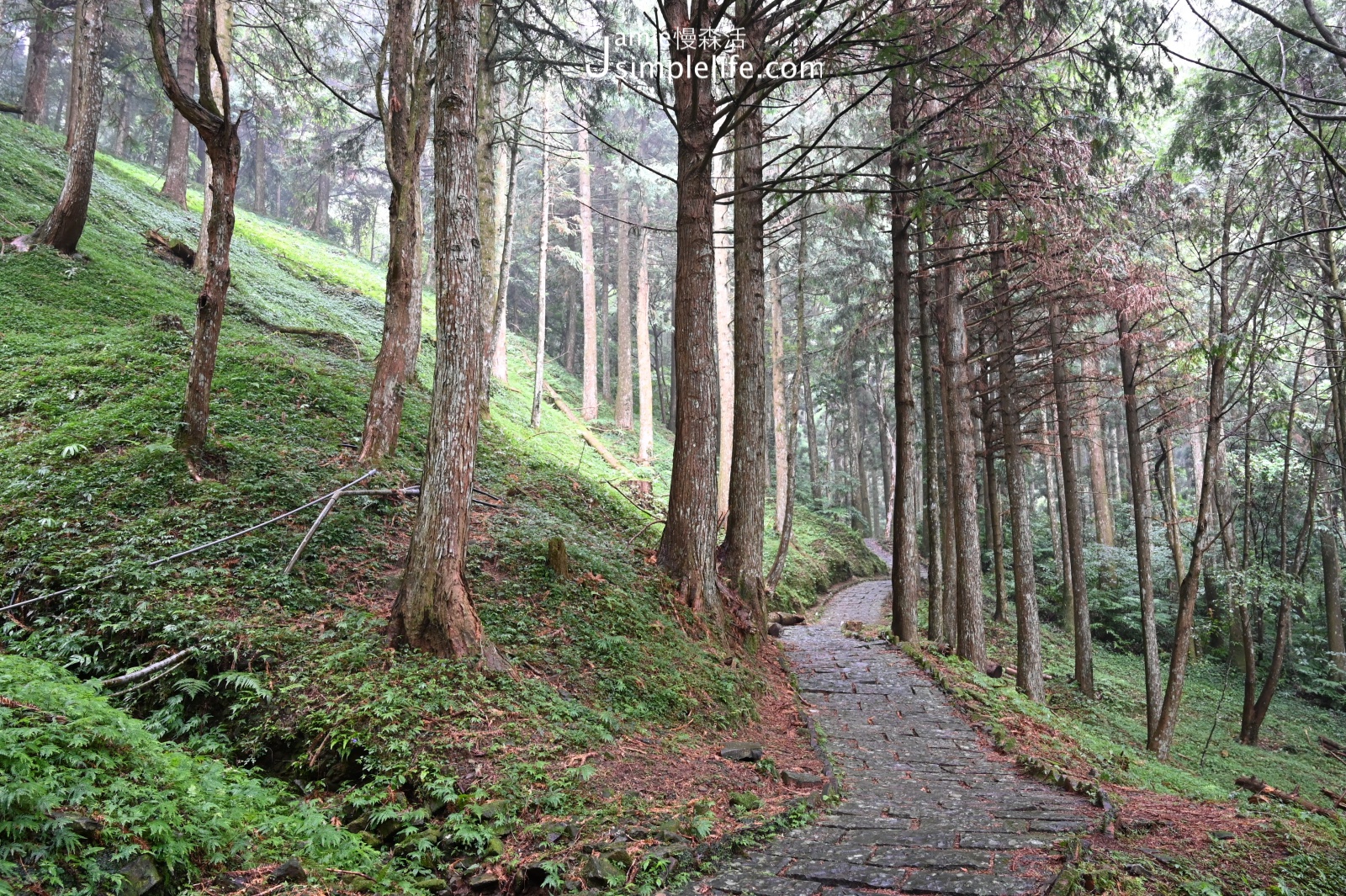 桃園東眼山國家森林遊樂區