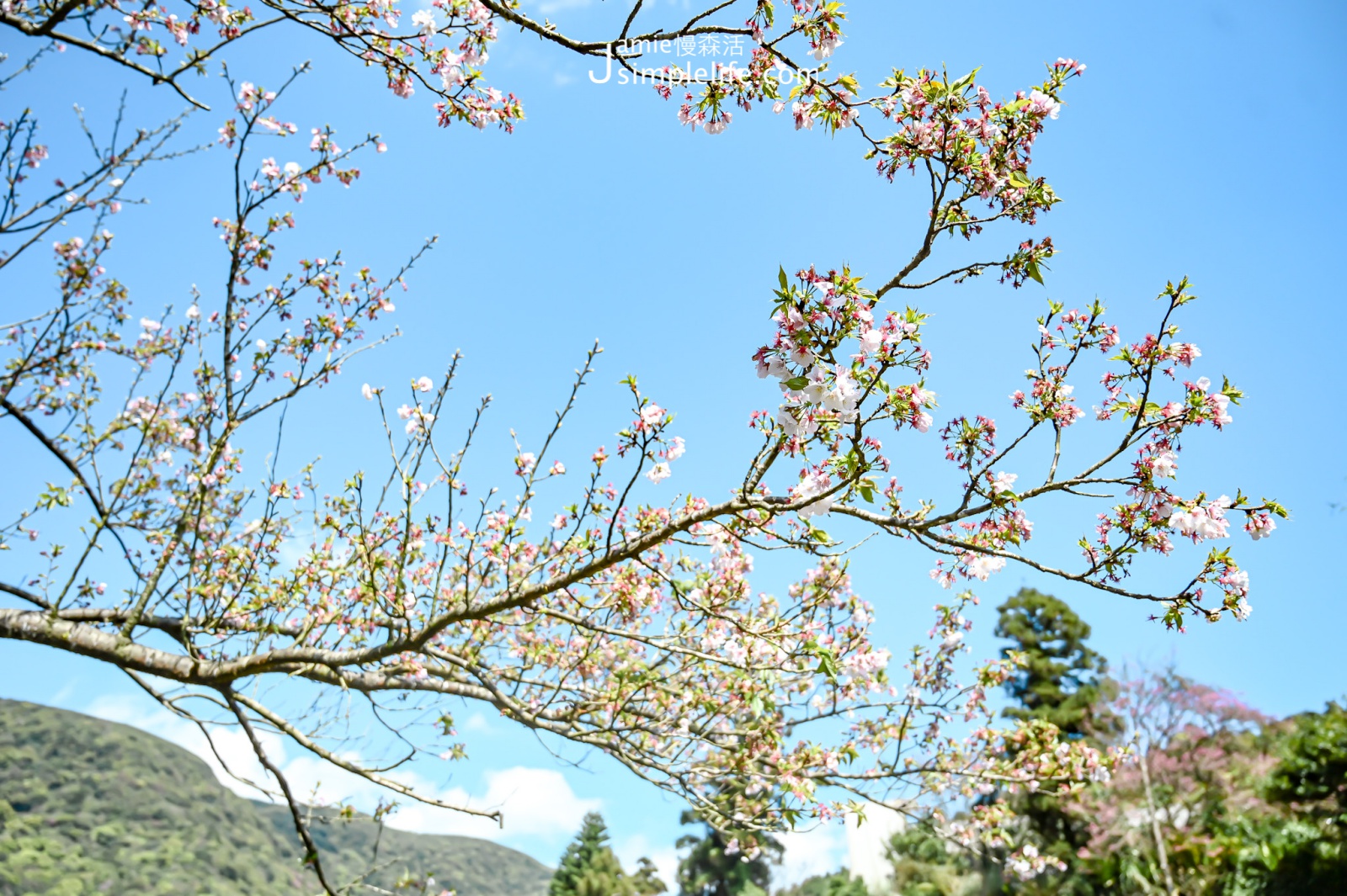 台北陽明山竹子湖賞花步道 櫻花