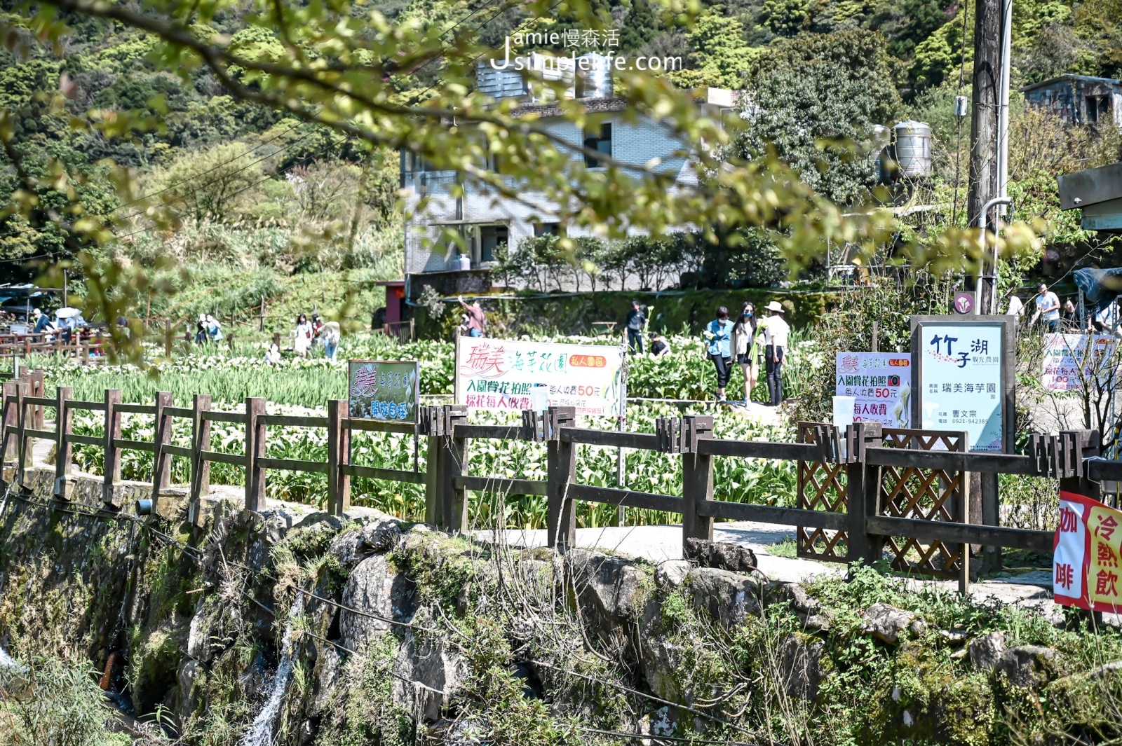 台北陽明山竹子湖賞花步道