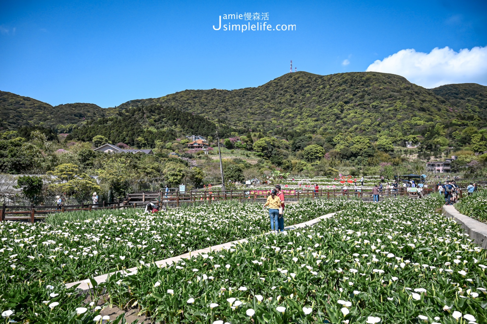 台北陽明山竹子湖 瑞美海芋園