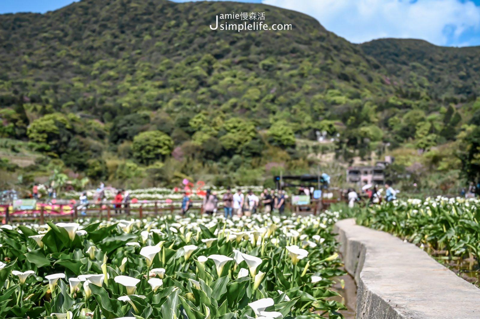 台北陽明山竹子湖 瑞美海芋園