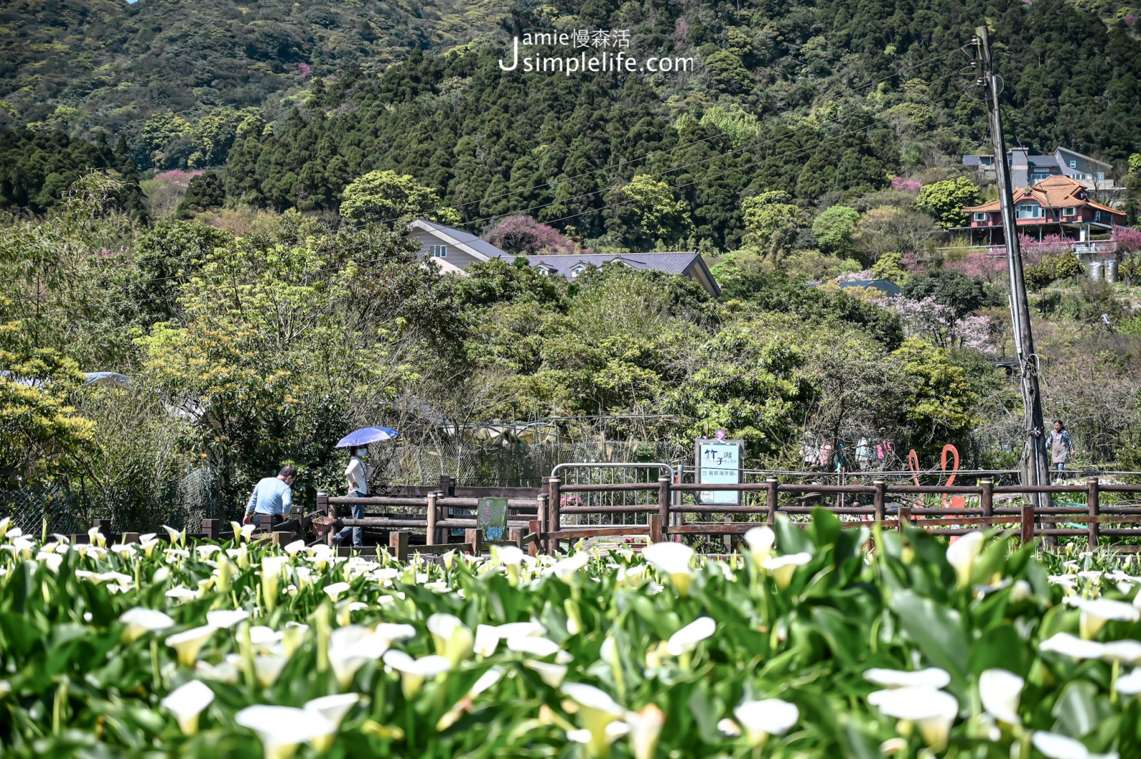 台北陽明山竹子湖 賞海芋