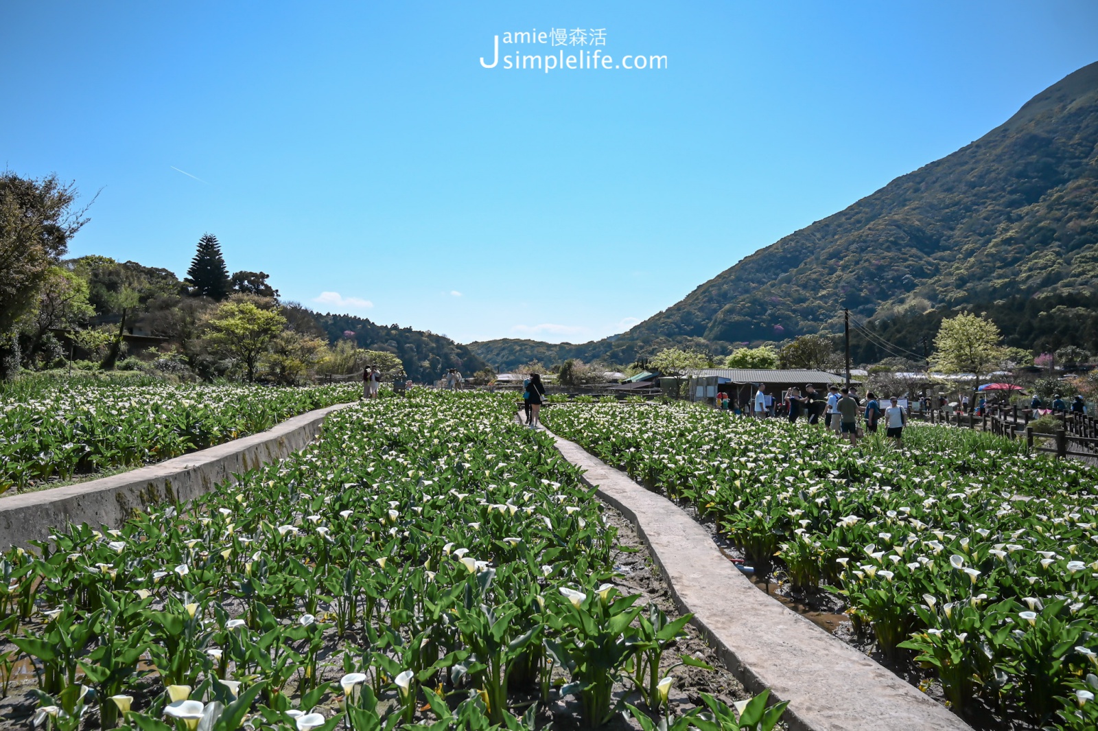 台北陽明山竹子湖 瑞美海芋園