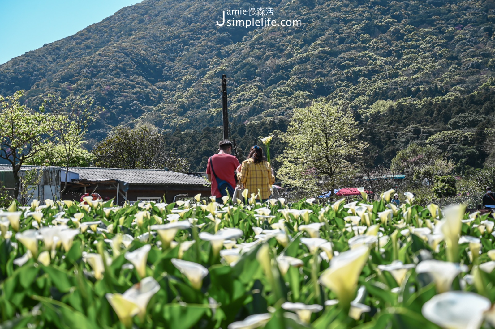 台北陽明山竹子湖 瑞美海芋園