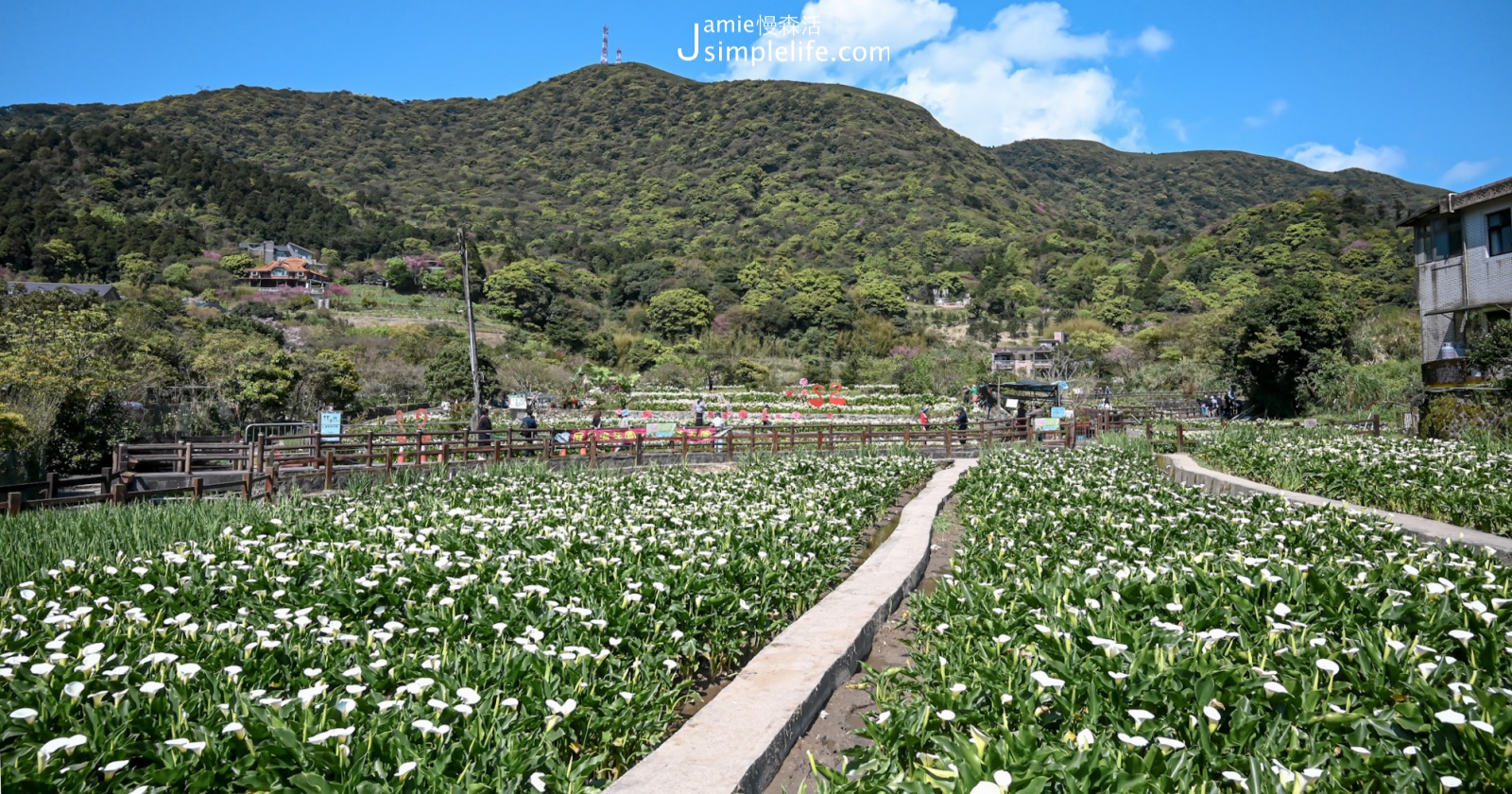 2024竹子湖海芋季3/14登場！陽明山花況、交通一次看