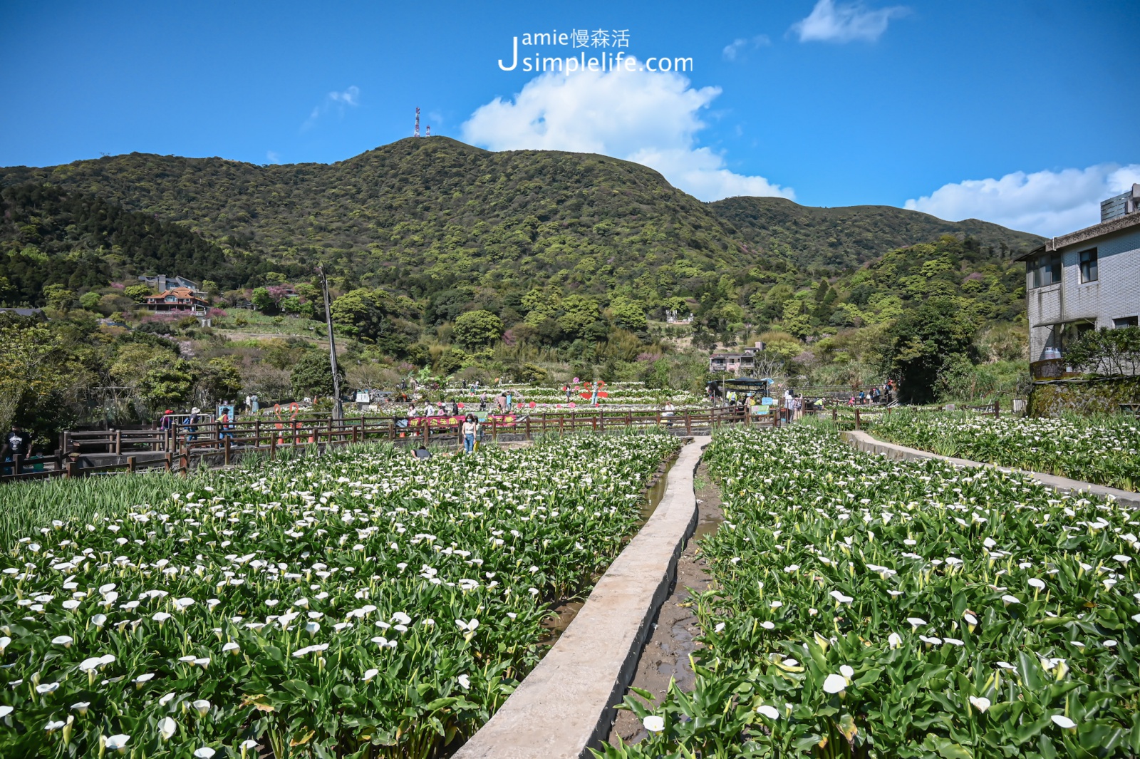 台北陽明山竹子湖 瑞美海芋園