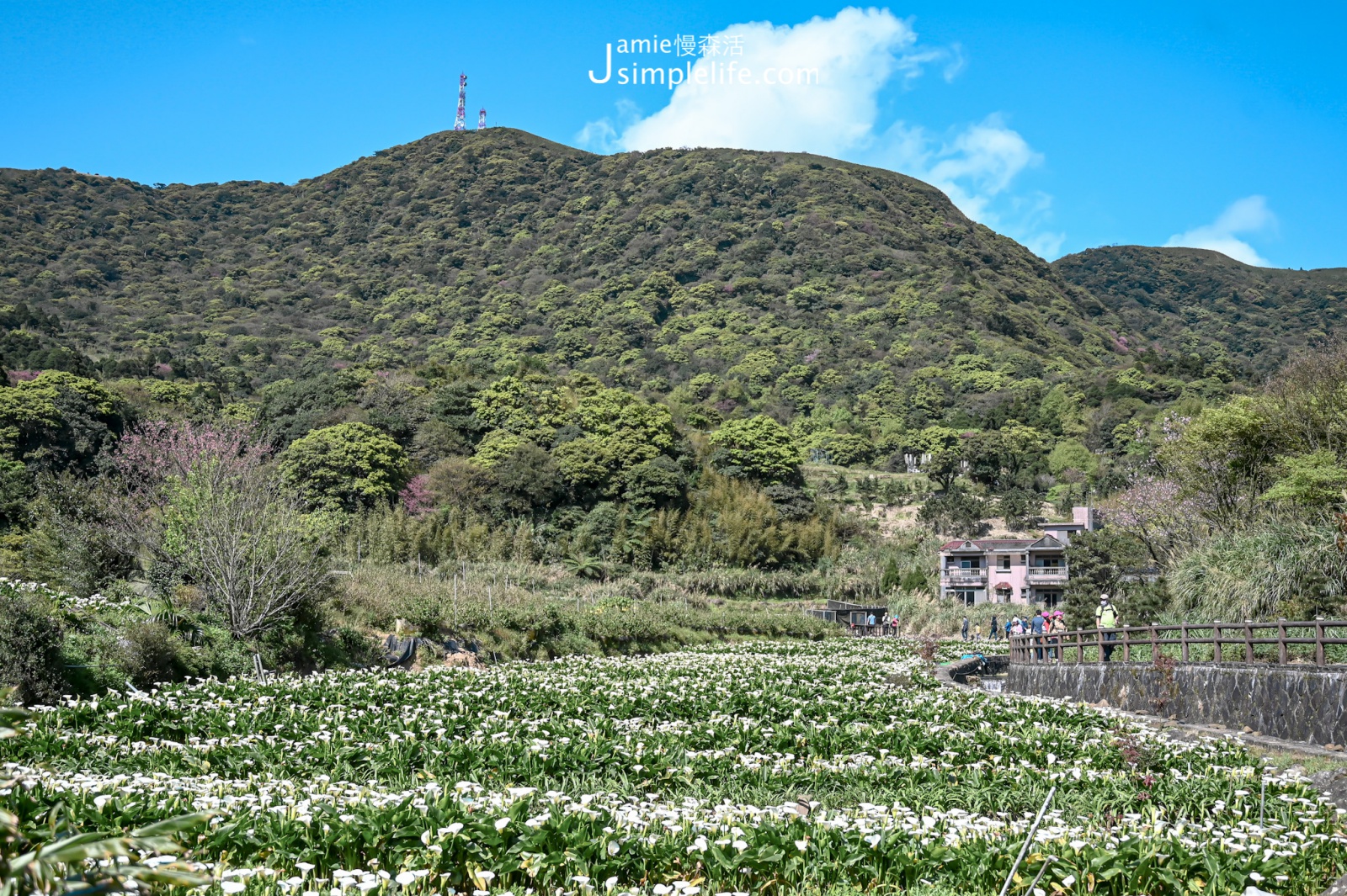 台北陽明山竹子湖 賞海芋