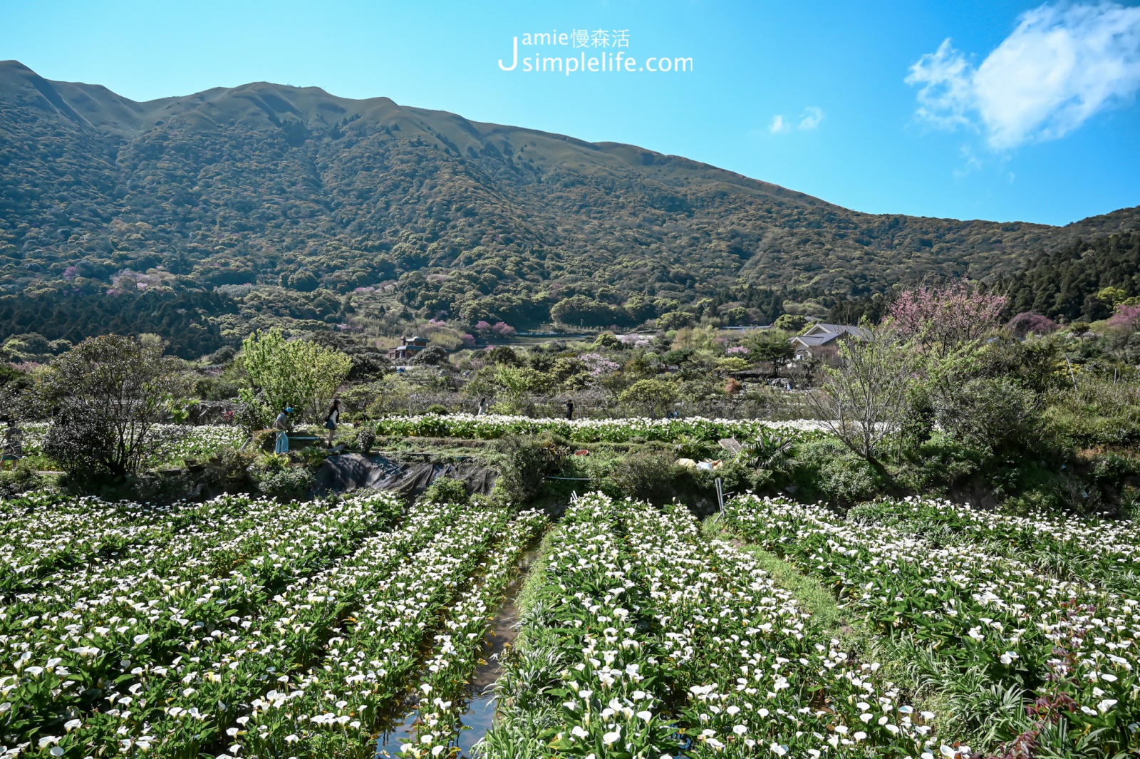 台北陽明山竹子湖 海芋花海