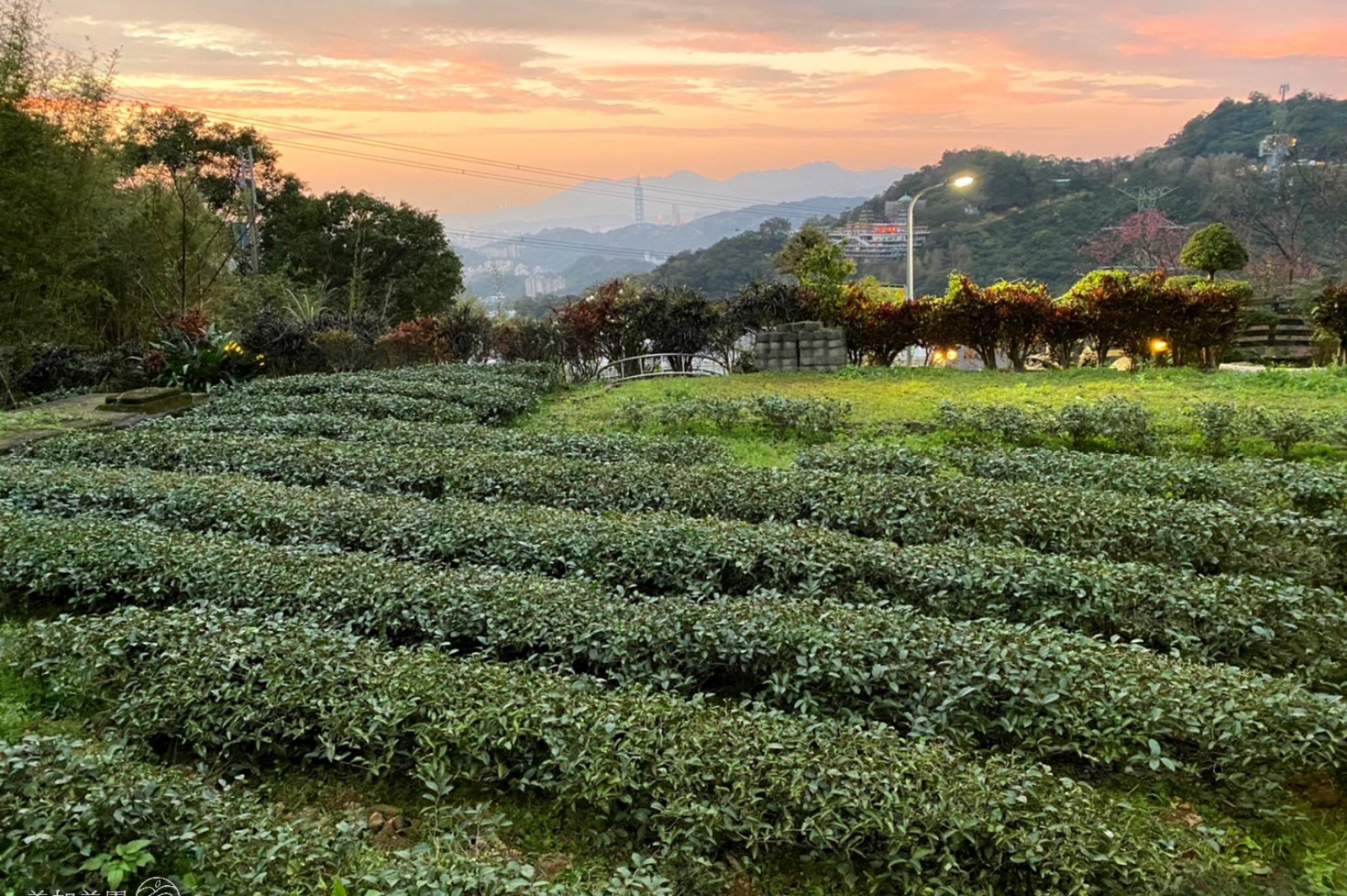 台北貓空 美加茶園