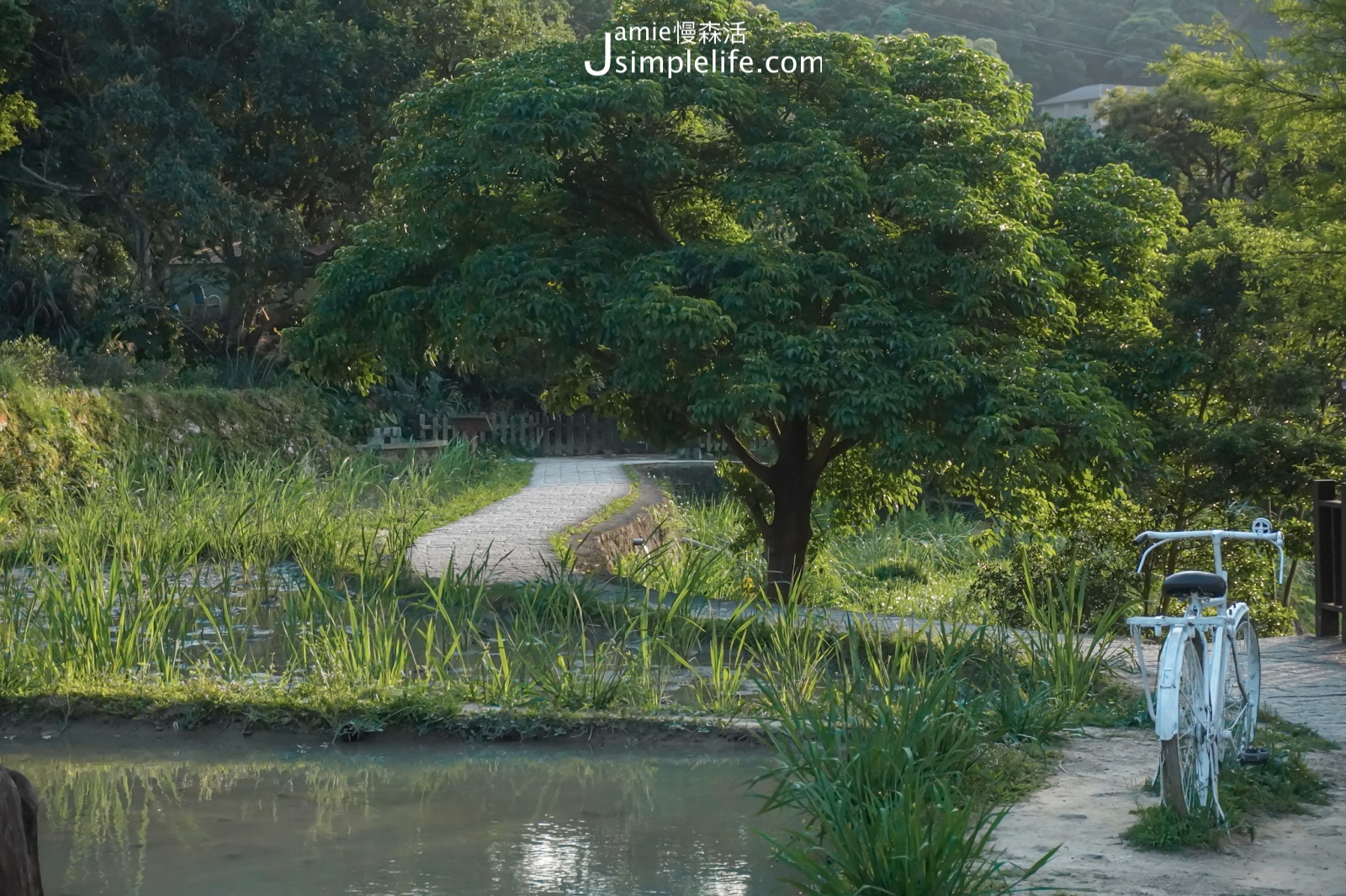 台北貓空 樟樹步道