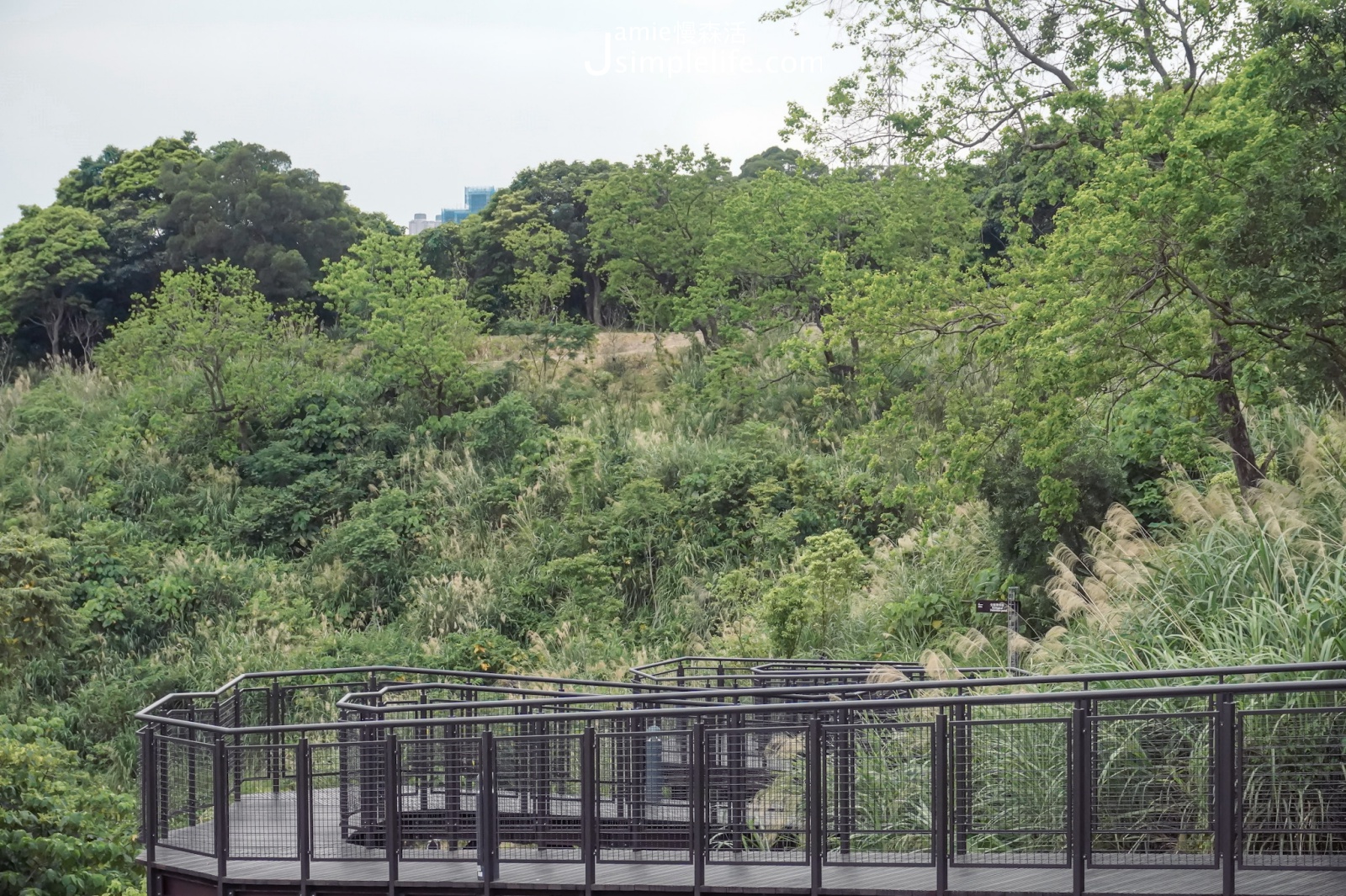台北文山森林公園 樹梢步道