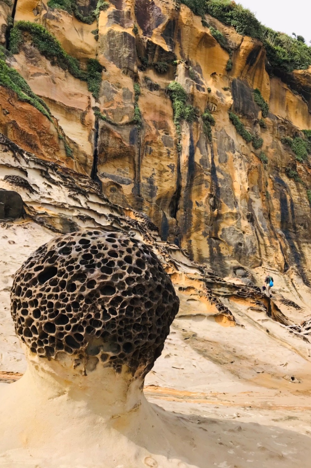 神秘第三區！野柳地質公園「女王的秘密花園」 巨大蜂窩岩