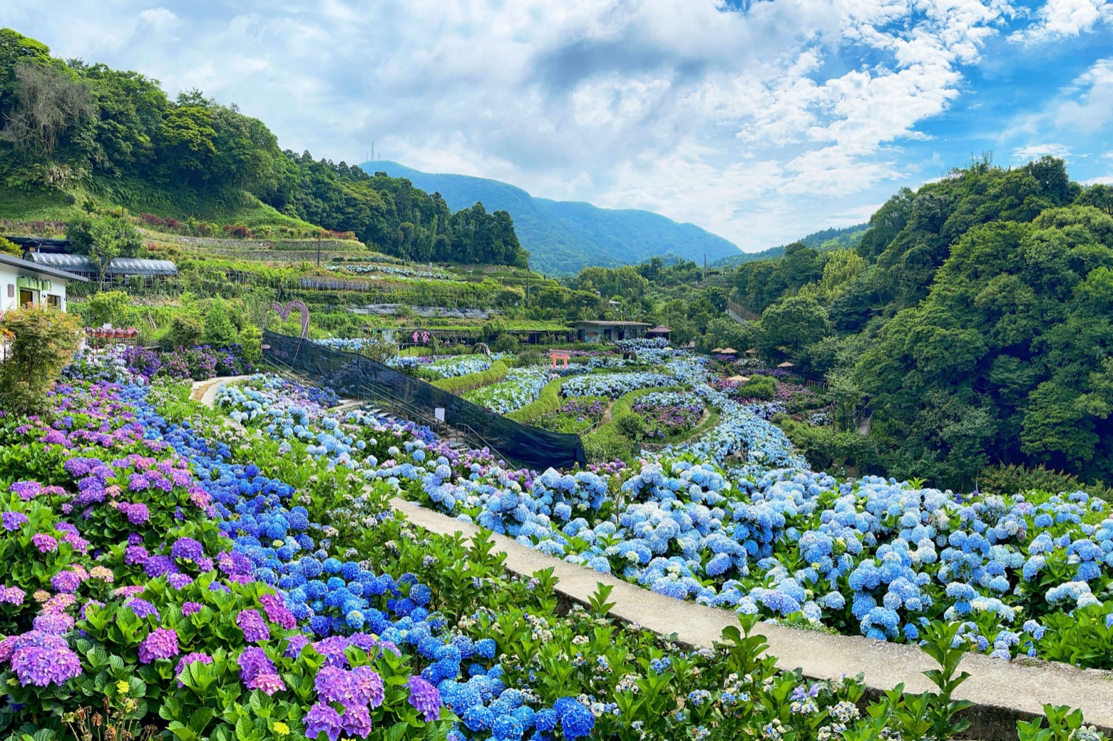 2022竹子湖繡球花季！陽明山農園美拍、活動景點一次看