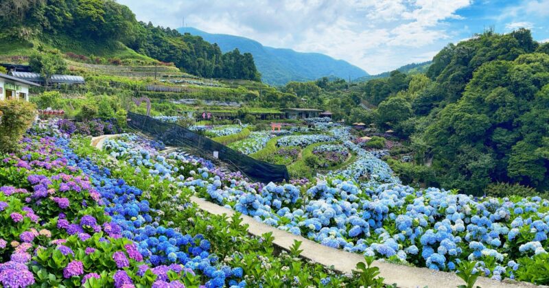 2022竹子湖繡球花季！陽明山農園美拍、活動景點一次看