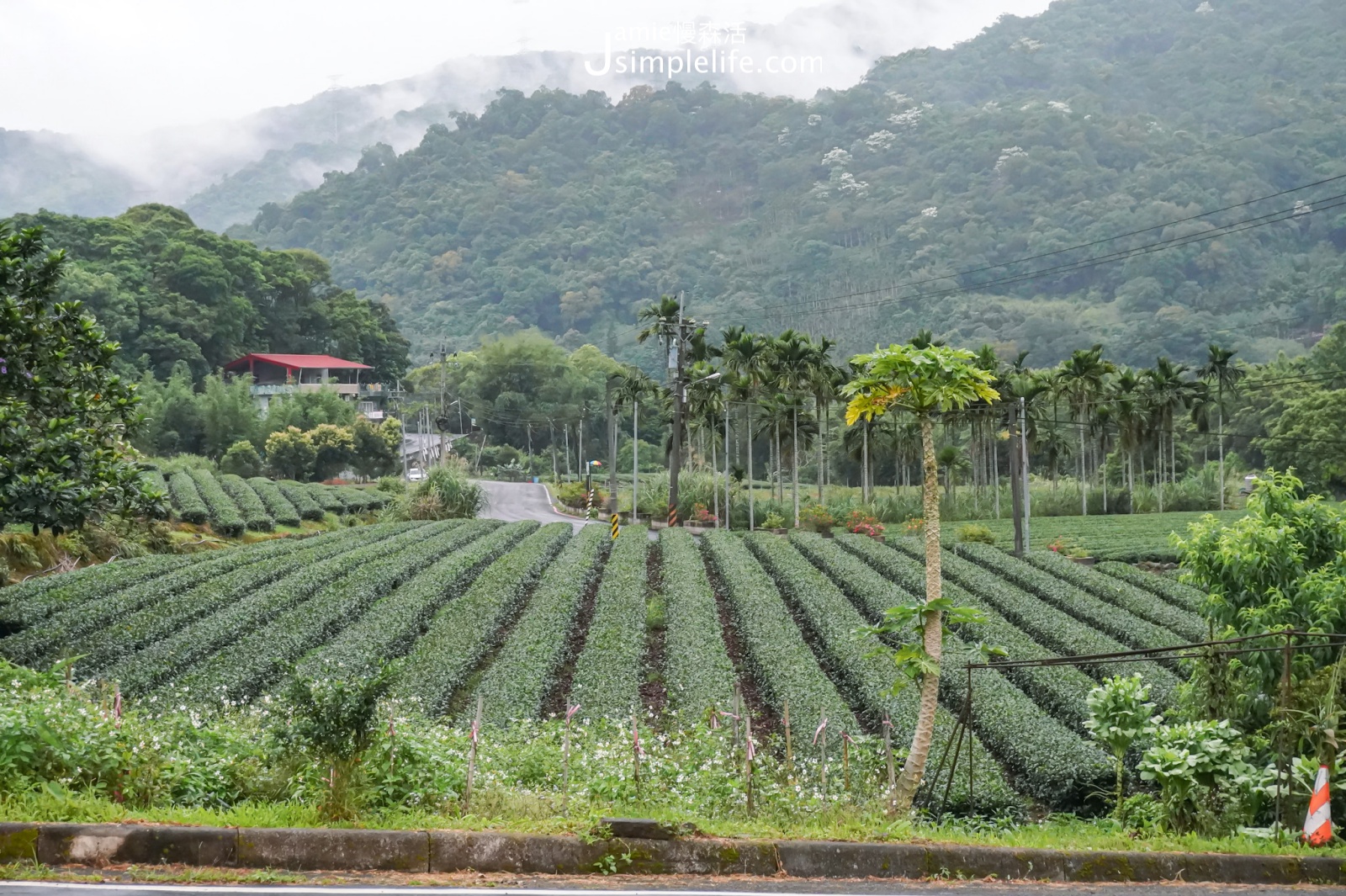 新北坪林區茶園