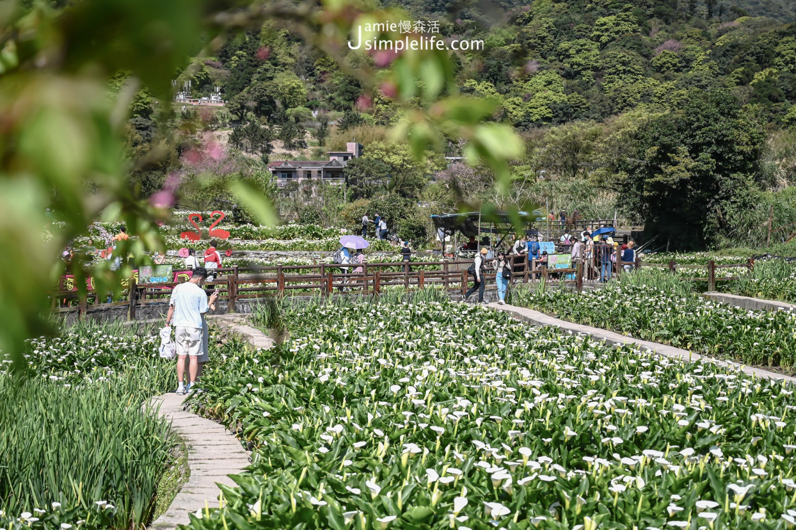 陽明山竹子湖海芋