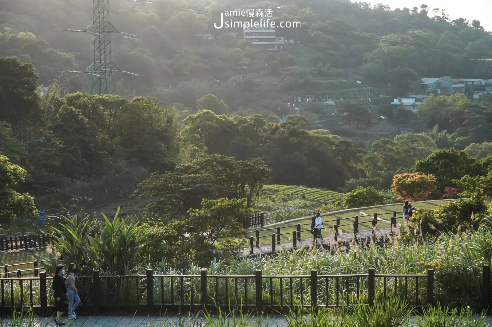 台北文山區貓空 樟樹步道