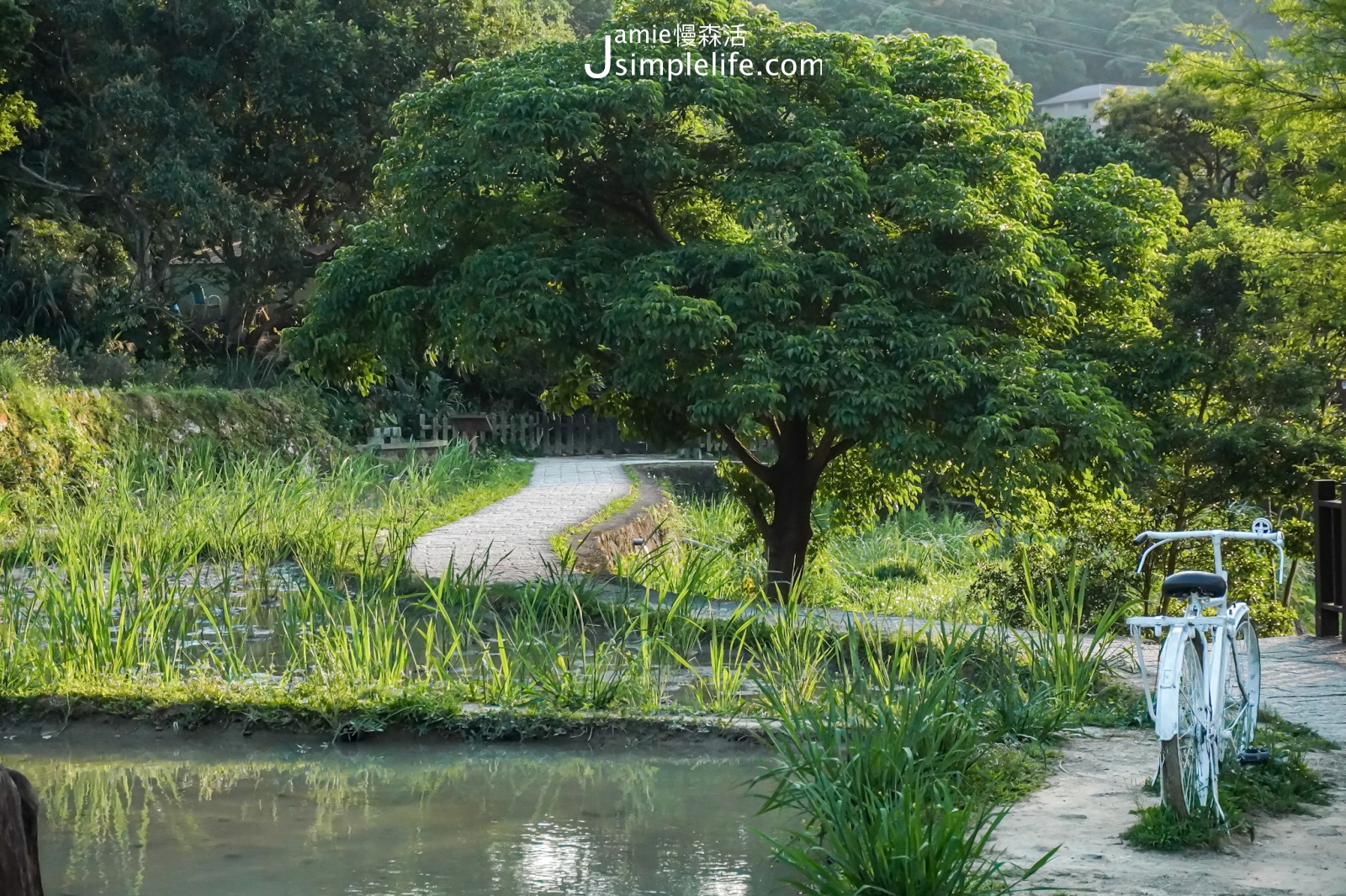 台北文山區貓空 樟樹步道