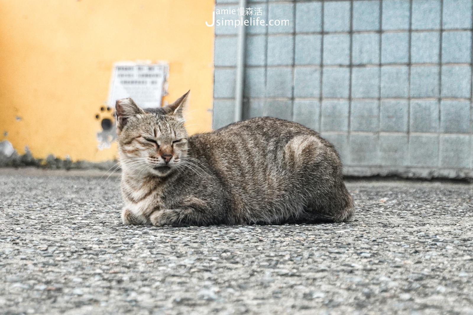 新北猴硐小鎮 貓村小貓