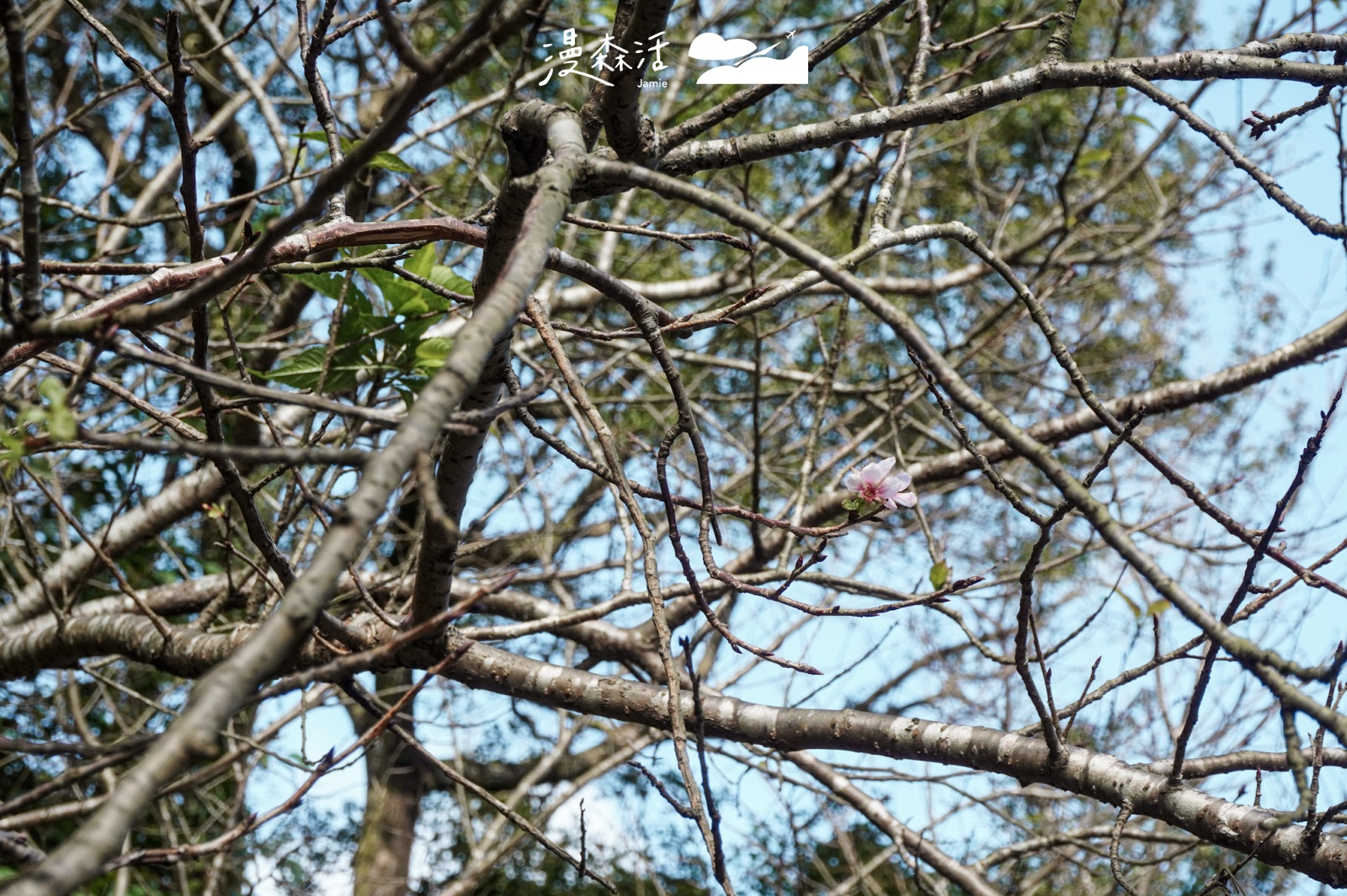 台北陽明山 前往陽明山花鐘步道 秋天景色