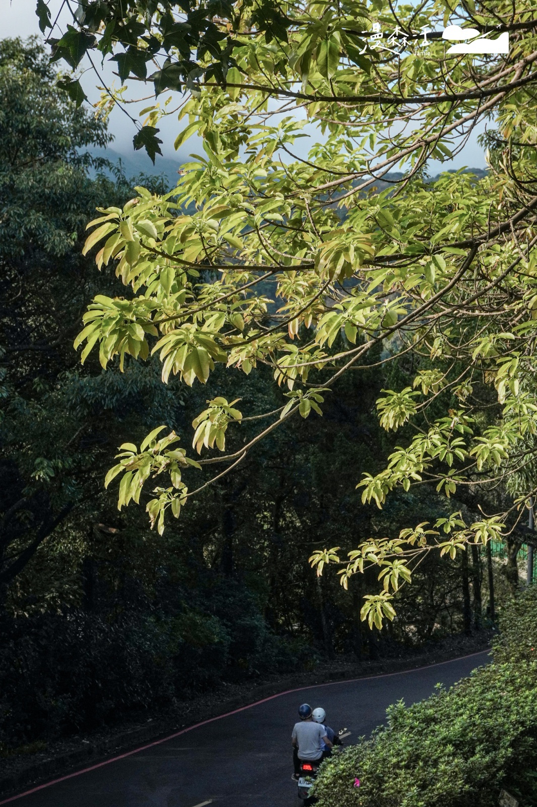 台北陽明山 前往陽明山花鐘步道 秋天景色