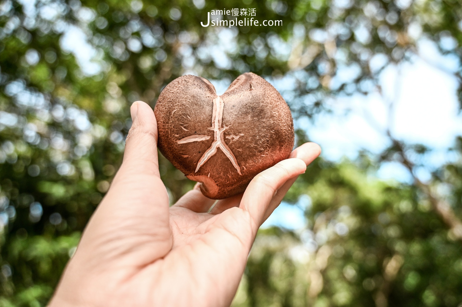 屏東恆春鎮 牡丹鄉 圓潤的段木香菇