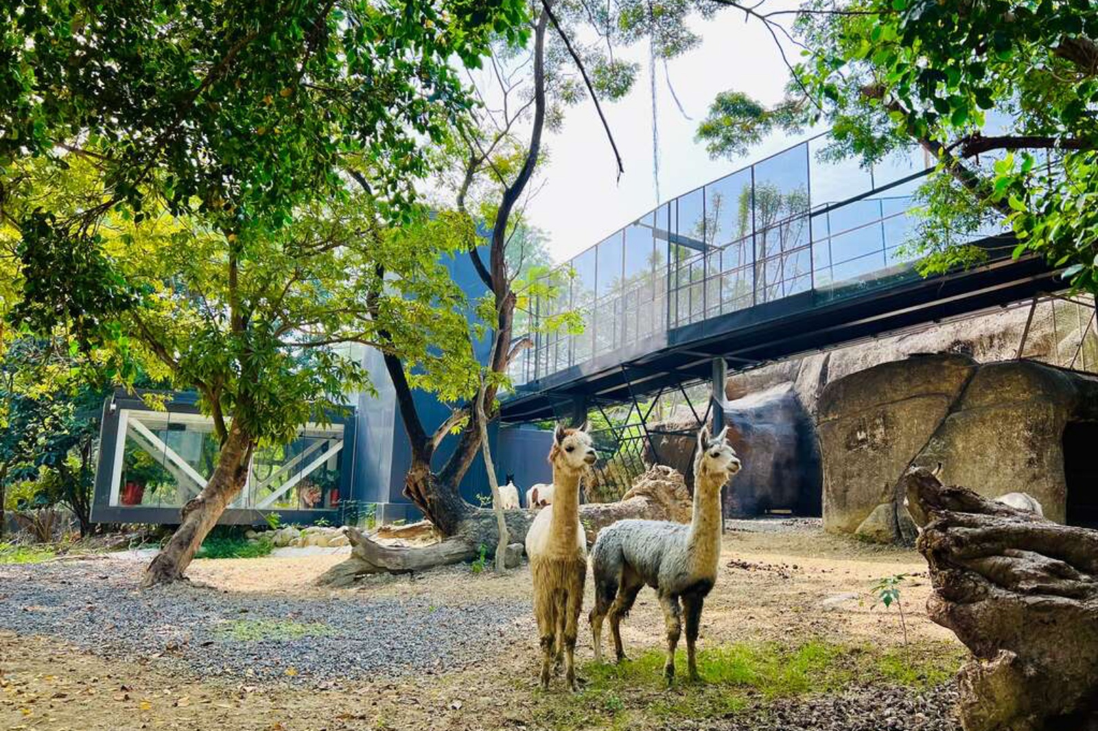 高雄鼓山區壽山動物園 園區內可愛羊駝