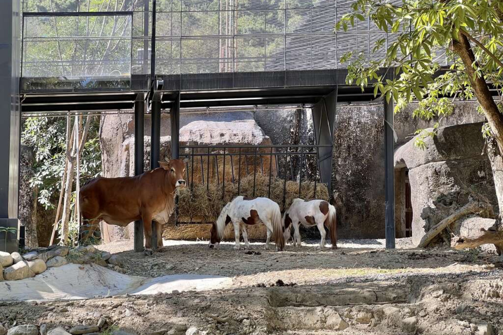 高雄鼓山區壽山動物園 園區內